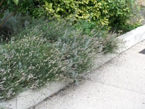 Bordure de jardin droite, jardinière modulable, aspect ciselé bouchardé, longueur 120, largeur 38 cm