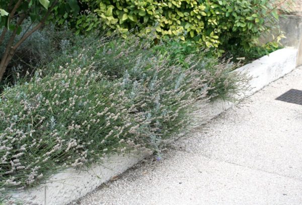 Bordure de jardin droite, jardinière modulable, aspect ciselé bouchardé, longueur 125, largeur 27 cm