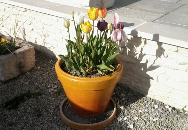Pot Toscane A – Image 6