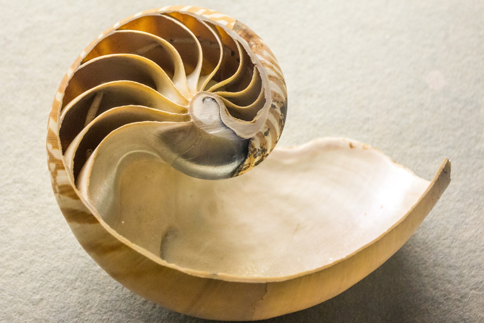 La coquille de Nautillus pompilius fait partie de 20 substances naturelles utilisées pour la création de Pneumatit.